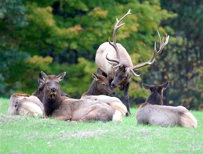Wildlife fans can enjoy new ‘Elk Cam’